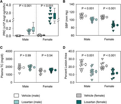 Manipulation of components of the renin angiotensin system in renal proximal tubules fails to alter atherosclerosis in hypercholesterolemic mice